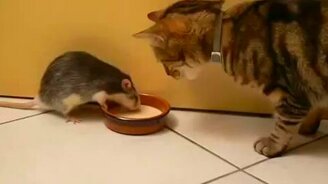 Жадная крыса против кота - смотреть видео (0:39)