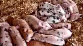 Синхронно спящие поросята - смотреть видео (0:36)