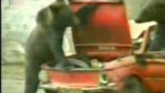 Медведи и запорожец - смотреть видео (0:51)