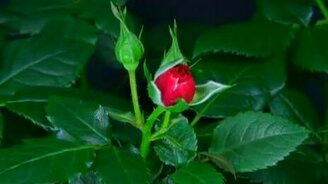 Как распускаются розы - смотреть видео (1:33)