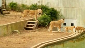 Подшутила над львёнком - смотреть видео (0:34)