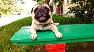 Мопс с регулятором громкости - смотреть видео (0:15)