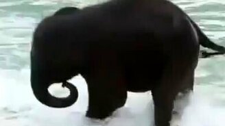 Слонёнок наслаждается купанием в море - смотреть видео (3:08)