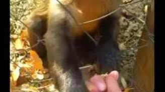 Обезьянке нравится шелест листьев - смотреть видео (1:02)