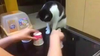 Напёрстки с кошкой - смотреть видео (0:37)