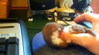 Хорёк и человеческий палец - смотреть видео (2:39)