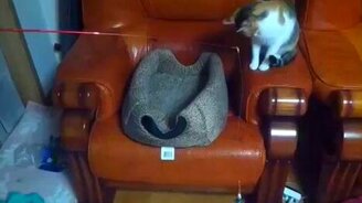 Два кота и удочка - смотреть видео (0:32)