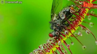 Растения поедают насекомых - смотреть видео (1:21)
