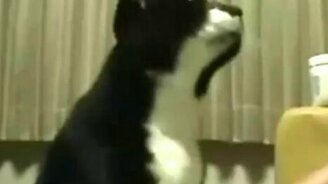 Кот требует внимания - смотреть видео (0:46)