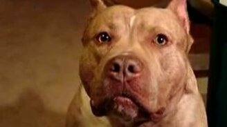 Пока просто просит - смотреть видео (0:41)