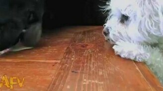 Почему плохо быть маленьким - смотреть видео (0:16)