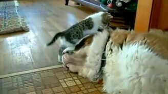 Весёлые и забавные коты - смотреть видео (8:11)