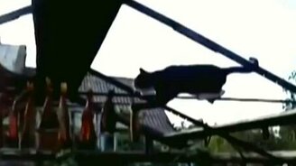 Кот ловит вяленую рыбу - смотреть видео (1:03)