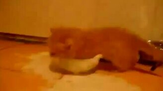 Чуть не утонул в молоке - смотреть видео (0:14)