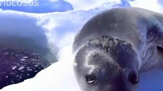 Тюлень-рыбак - смотреть видео (0:21)