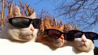 Три киски загорают - смотреть видео (0:30)