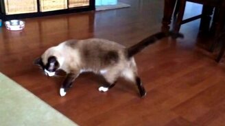 Пугливый сиамский кот - смотреть видео (0:39)