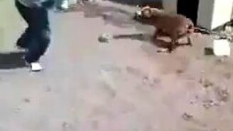 Любишь дразнить - люби и ответ держать - смотреть видео (0:12)