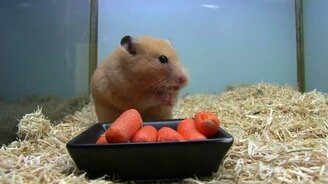 Хомяк ныкает морковку - смотреть видео (0:50)