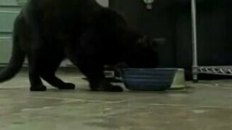 Кошачий ирландский танец - смотреть видео (0:14)