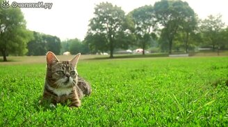 Странный котик на прогулке - смотреть видео (1:06)