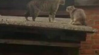 Задавил кота харизмой - смотреть видео (0:32)