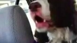 Собака при виде белки - смотреть видео (0:43)