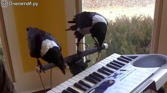 Смешные неожиданности и весёлости - смотреть видео (4:11)