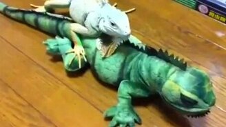 Игуана против игрушечного сородича - смотреть видео (1:30)