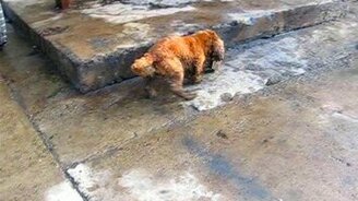 Собака против кирпича - смотреть видео (0:22)