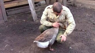 Гусь, который любит добрые руки - смотреть видео (1:40)