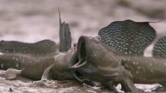 Рыбы в панике - смотреть видео (0:14)