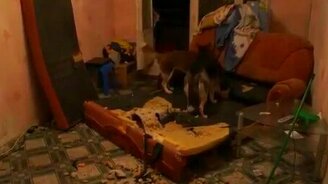 Хаски натворили дел в хозяйском доме - смотреть видео (1:17)