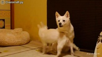 Прикольности со зверушками и людьми - смотреть видео (4:57)