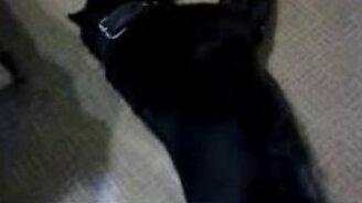 Пёс подпевает телефону - смотреть видео (1:03)