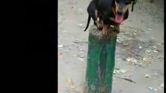 Выдрессировала таксу - смотреть видео (3:22)