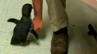 Милый пингвинчик - смотреть видео (1:24)