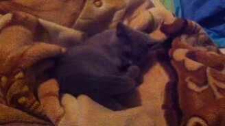 Хвост не слушается своего хозяина - смотреть видео (0:34)