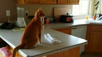 Рыжик и холодильник - смотреть видео (0:31)