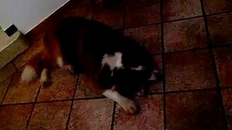 Смешной собачий храп - смотреть видео (0:21)