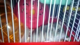 Хомяк - ночное животное - смотреть видео (0:56)