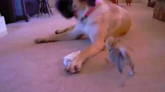 Мастиф против чихуахуа - смотреть видео (0:39)