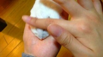 Делаем хомяка плоским - смотреть видео (2:10)