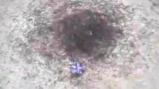 Смерч из насекомых - смотреть видео (0:31)