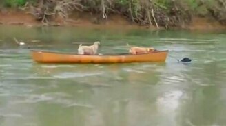 Смелый пёс спасает друзей - смотреть видео (1:12)
