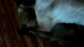 Бася моет глазки - смотреть видео (1:13)