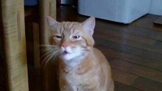 Котик-чихалья - смотреть видео (0:40)