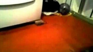 Хомяк в шаре - смотреть видео (0:54)