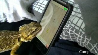 Животные играют на планшете - смотреть видео (5:13)