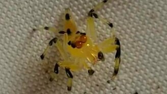 Почти прозрачный паучок - смотреть видео (0:14)